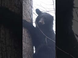 What happened to its ear?  #bearhunting #hunting #blackbearhunting