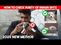 How to check purity of Indian Spitz 2025 : Puppy Purity of indian Spitz