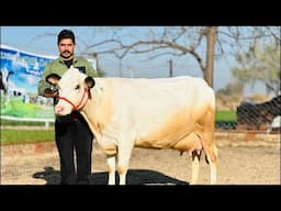 🛑Live🛑Gurwinder Dairy Farm || Call-73551-00093 #hfcows