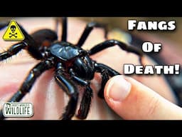 How DEADLY Is The BITE Of The FUNNEL WEB SPIDER Really?!