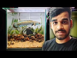 A Planted Tank for Wild Snakehead !