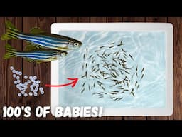 Easiest Way to Breed Danios! - 100s of Babies!