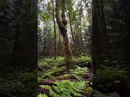 Hiking just outside Squamish BC. #hiking