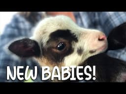 Meet the New Baby Lambs!