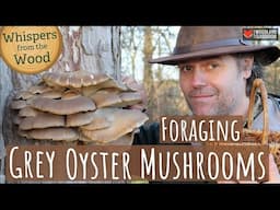 Foraging Grey Oyster Mushroom (Whispers from the Wood)