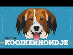 Kooikerhondje | CKC Breed Facts & Profile