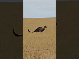 Beefy kangaroo #animal #farming #sheepranch #animalfarming #sheep #livestock #farmlife #sheeps