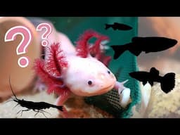 What Can You Keep With an Axolotl?! | The BEST Axolotl Tankmates