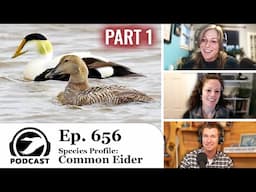 Species Profile: Common Eider (Part 1) | DU Podcast