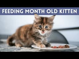 What  & How To Feed A MONTH OLD Kitten (Baby Cat Feeding)