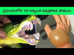 Most venomous and dangerous snakes in the world | snake videos