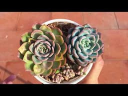 WHAT TO DO WITH SUCCULENTS THAT HAVE SUN BURN ? | SUCCULENT CARE TIPS