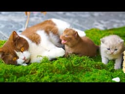 Cats playing on the grass - Cats meowing - Cat sounds