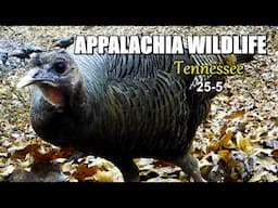 Appalachia Wildlife Video 25-5 of AS THE RIDGE TURNS in the Foothills of the Great Smoky Mountains