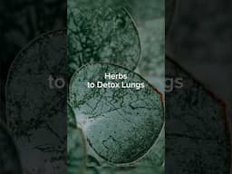 HERBS TO DETOX LUNGS! 🫁♥️ #tips #herbs #herbal #health #lifestyle #lifehacks #shorts