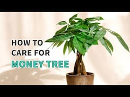 Best Tips | How to Grow and Care for Pachira Stump Money Tree