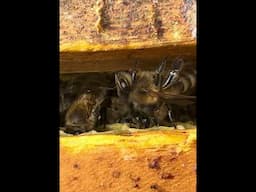 Is This Beehive Full of Dead Bees? #bees #beehive #beekeeper #honeybee #apiary #beekeeping #aussie