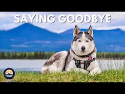 A Heartfelt Goodbye To Our Siberian Husky Spirit! 💔🐾🐶