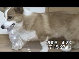 Goro eats treats in the bottle ペットボトルの中のオヤツを食べるゴローさん 20060423