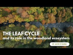 The Leaf Cycle and its Role in the Woodland Ecosystem