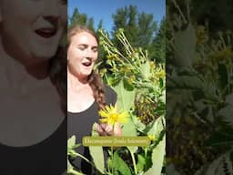 How to Harvest & Use Elecampane Roots 🌱✨