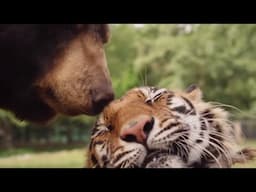 When Worlds Collide: The Beauty of Animal Odd Couples |Animal Adventures