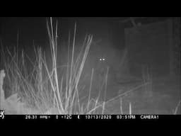 Australian Nightlife Round The Feral Cat Trap Part Two By Keith H  Burgess