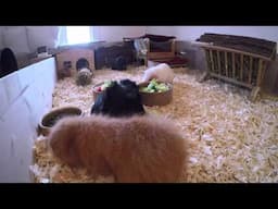 The Guinea Pig Herd: Enjoying Breakfast