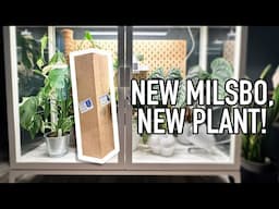 Wishlist Plant Unboxing and New IKEA Milsbo