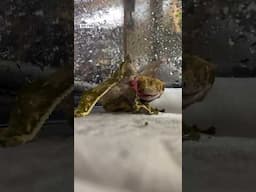 How to help a Crested Gecko with a prolapsed hemipene. Also good for Gargoyle and Leachianus geckos