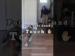 Love the touch game! #australianshepherd #dogobedience #dogtraining #enrichment #dog #dogs #doglover