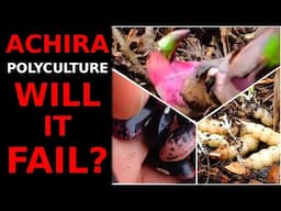 Permaculture Roots & Tuber Guild - An Achira, Runner Bean, and Florida Betony Polyculture