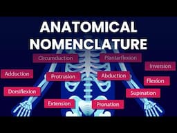 Learn Anatomical Positions and Movements in Minutes!