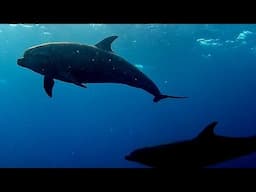 Curious dolphin pod surrounds scuba divers as they surface in the Galapagos