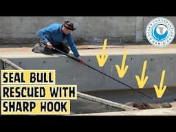 Seal Bull Rescued With Sharp Hook