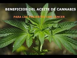 Beneficios del aceite de cannabis para los pacientes con cancer