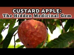 Custard Apple (Annona reticulata) Benefits and Medicinal Uses / Earth's Medicine