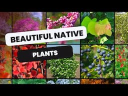 🌿 Let’s Talk Native Plants 🌱