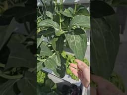 Wally 32 - Grow Greens At Home