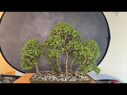 We are The Bonsai Supply is live!