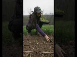 How we plant out spring crops #crops #farming #homesteading #organic #planting #plants  🎥Ben Vogel