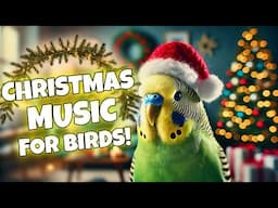 Play This Christmas Music for Your Bird!🎄 | Budgie Parakeet Lovebird & Cockatiel Sounds