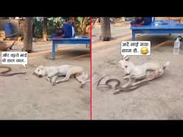 कुत्ते को पता नहीं था कि सीर पर सांप बैठा है तबी 😂🤣ll Animal funniest moment recorded on camera 2025