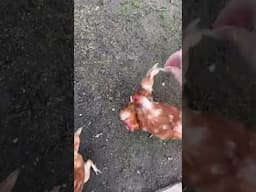 chicken gets jumped