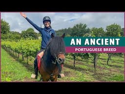 Equestrian Rides the Garrano in Portugal