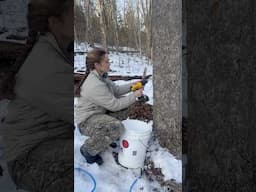 DAY 1 OF MAPLE TAPPING SEASON: How to tap maple trees!   #maplesyrup #homestead #learn