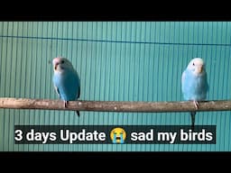 3 days Update My Budgies Parrot 🦜 Not Good and Good 😊