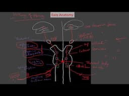 vestibulocochlear pathway