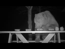 He Makes the Bear Test His Honey/The Bear Steals Honey at Night/The Bear Eats the Delicious Honey