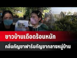 ชาวบ้านเดือดร้อนหนักกลิ่นกัญชาฟาร์มกัญชากลางหมู่บ้าน| เที่ยงทันข่าว |  5 ก.พ. 68